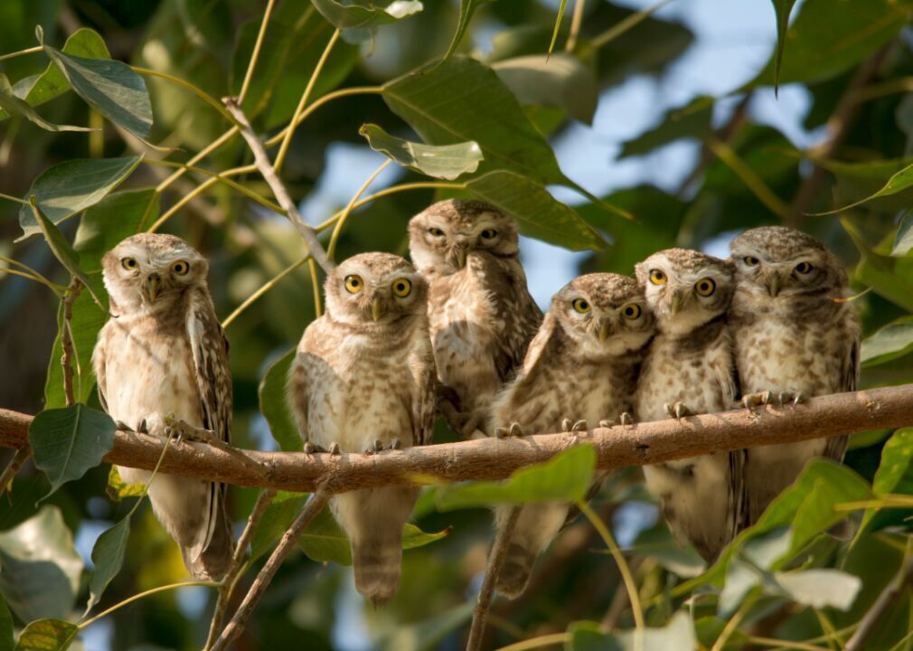 Owls